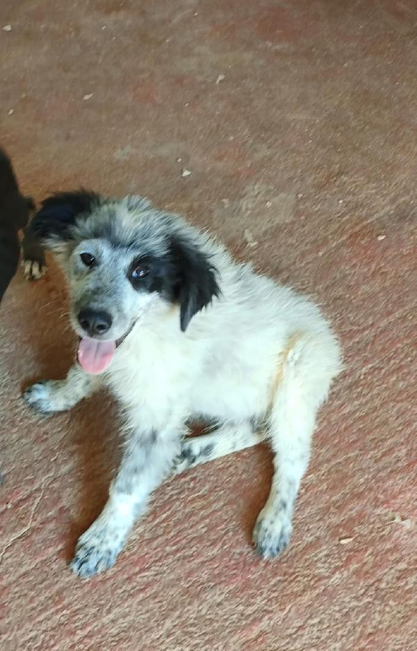 🐾💛 Dado meraviglioso cucciolo cerca famiglia 💕🧑🏻‍🧑🏻‍🧒🏻 Foto 10